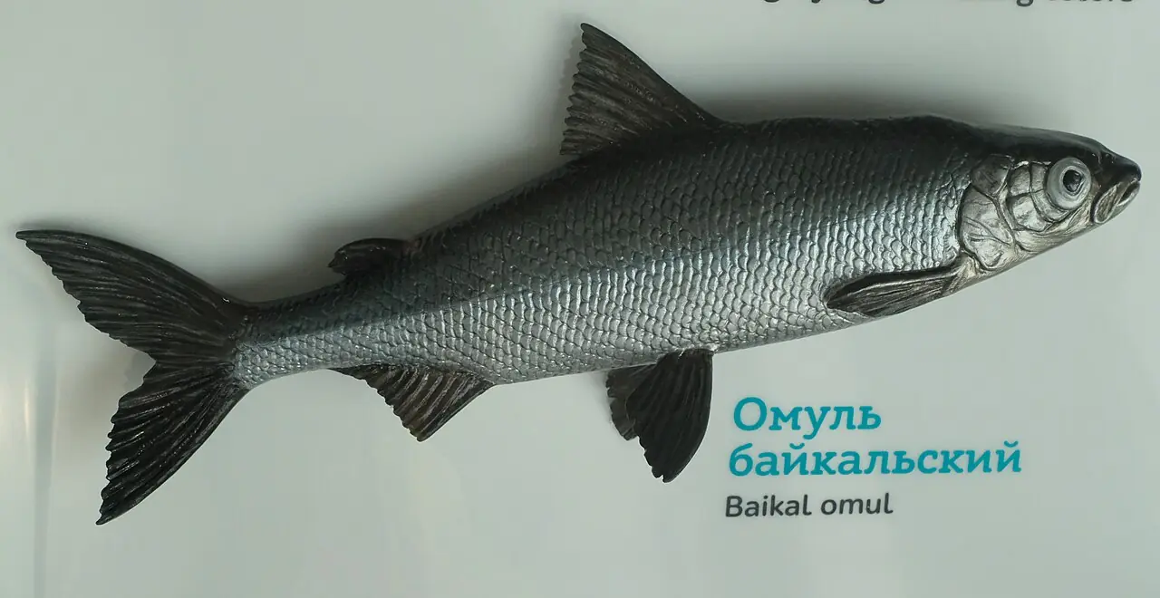 Байкальский омуль